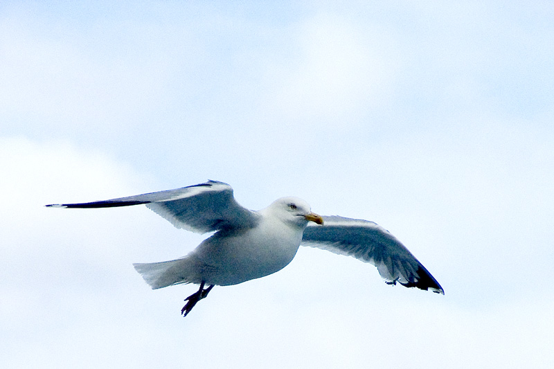 Vorrei volare anch'io