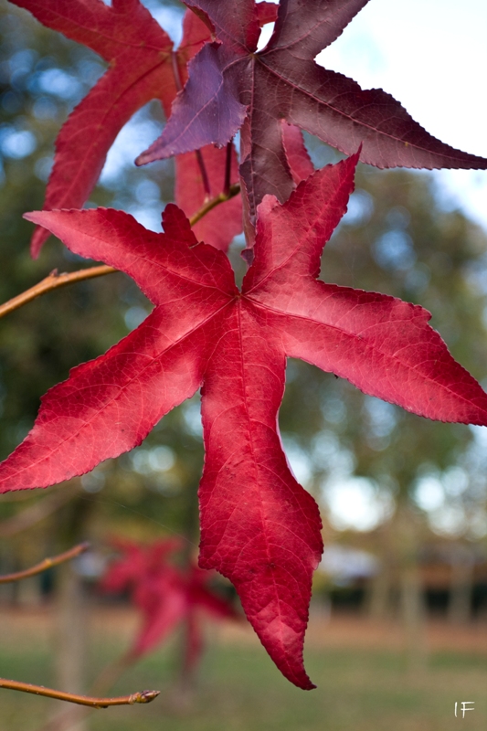 Fall
