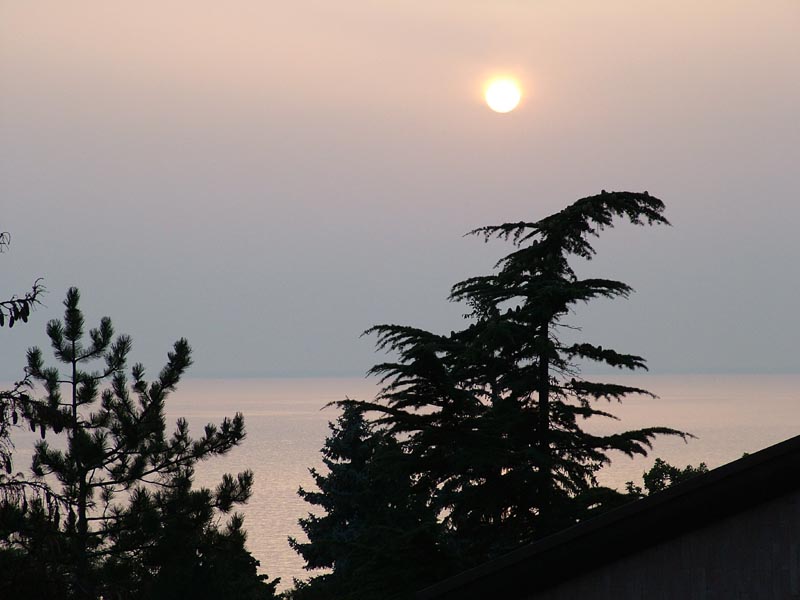 sole pallido