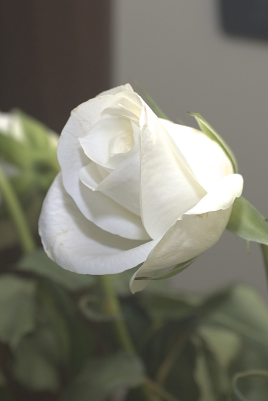 Rosa sbocciata