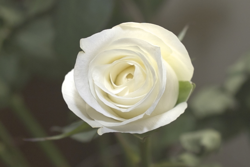 Rosa sbocciata II