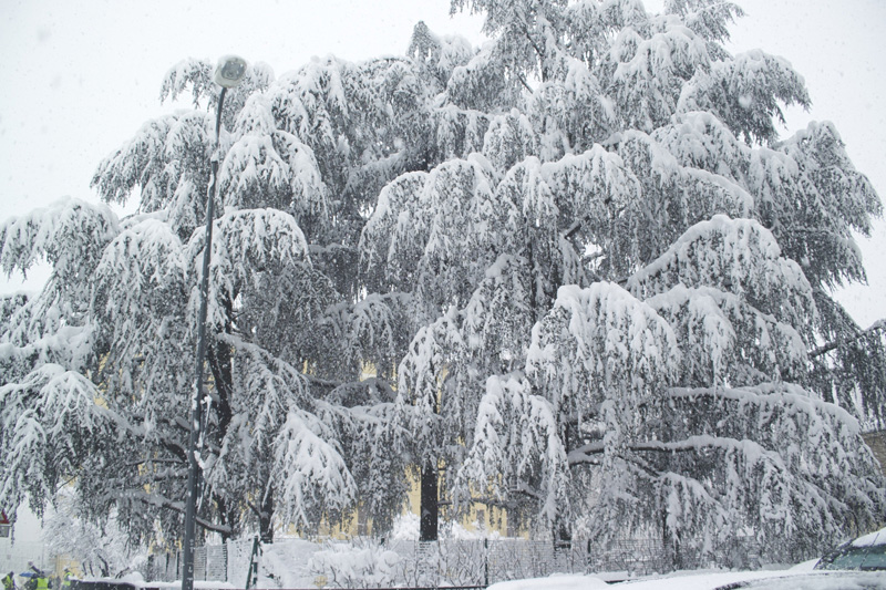 White Tree