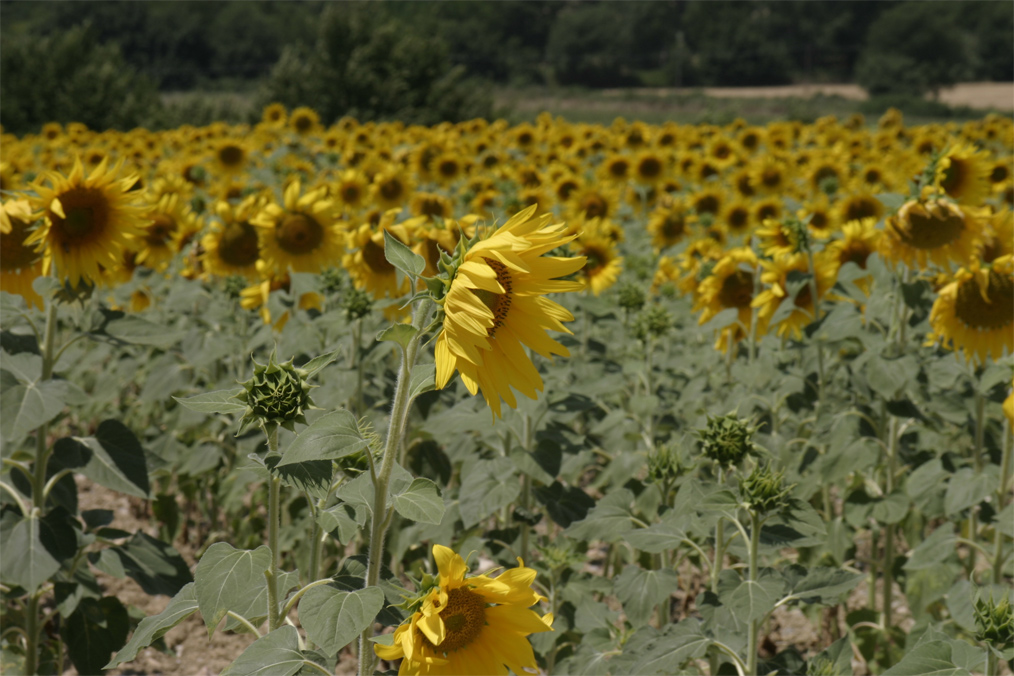 Girasoli