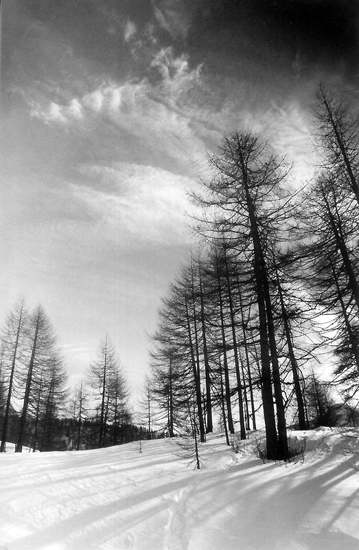 Snow Trees
