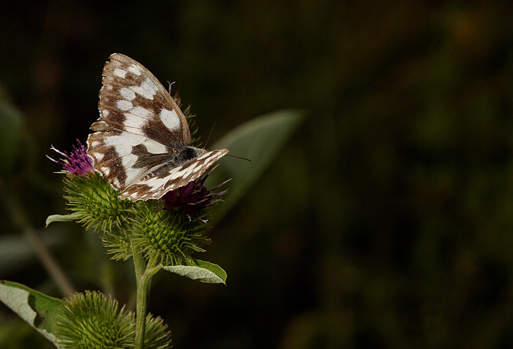 farfalla