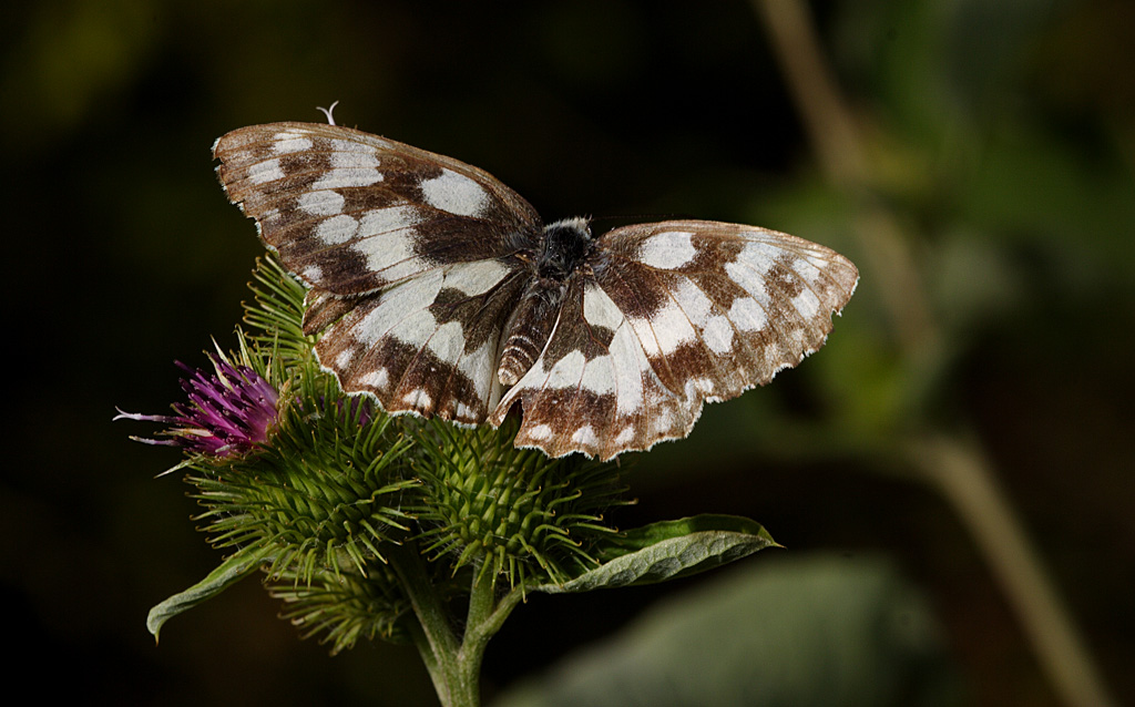 farfalla8