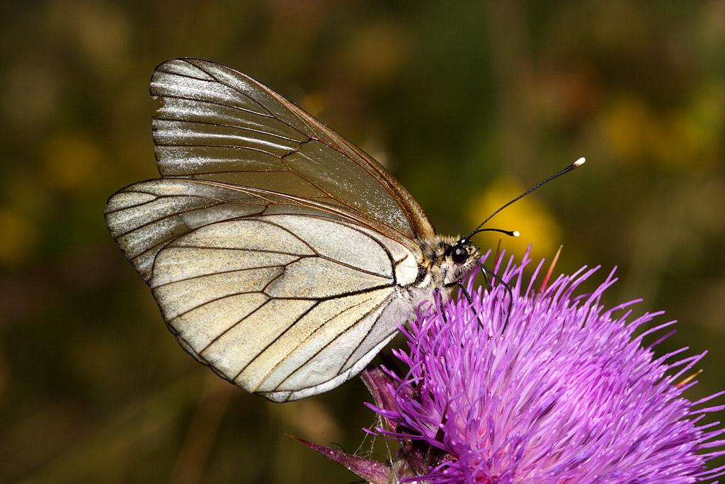 Aporia crataegi