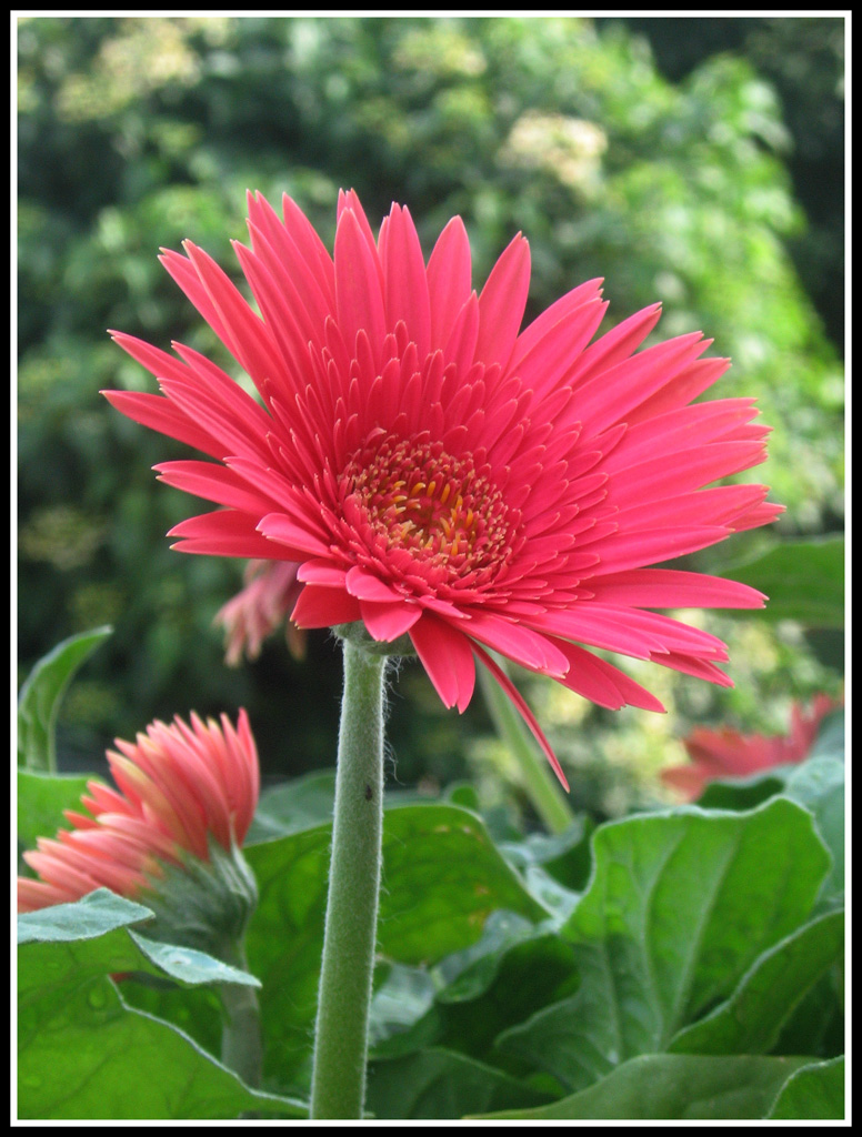Gerbera