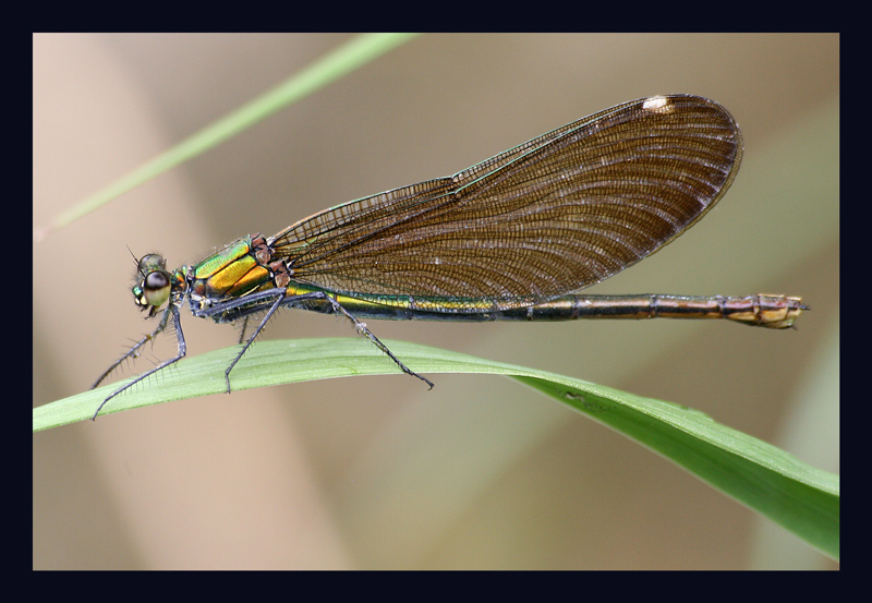 Libellula 1