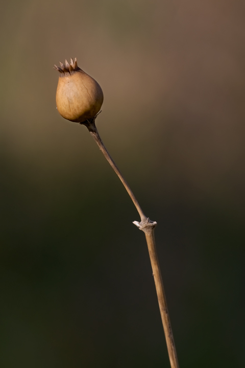 Solitario