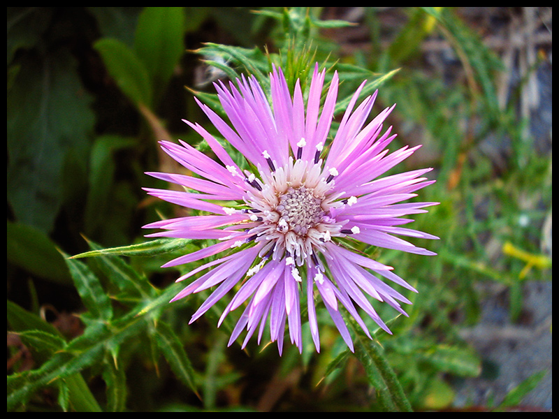 Fiore