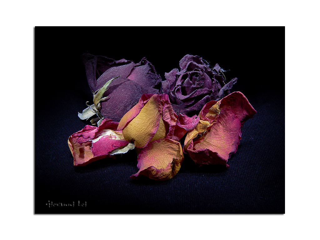 Rose appassite
