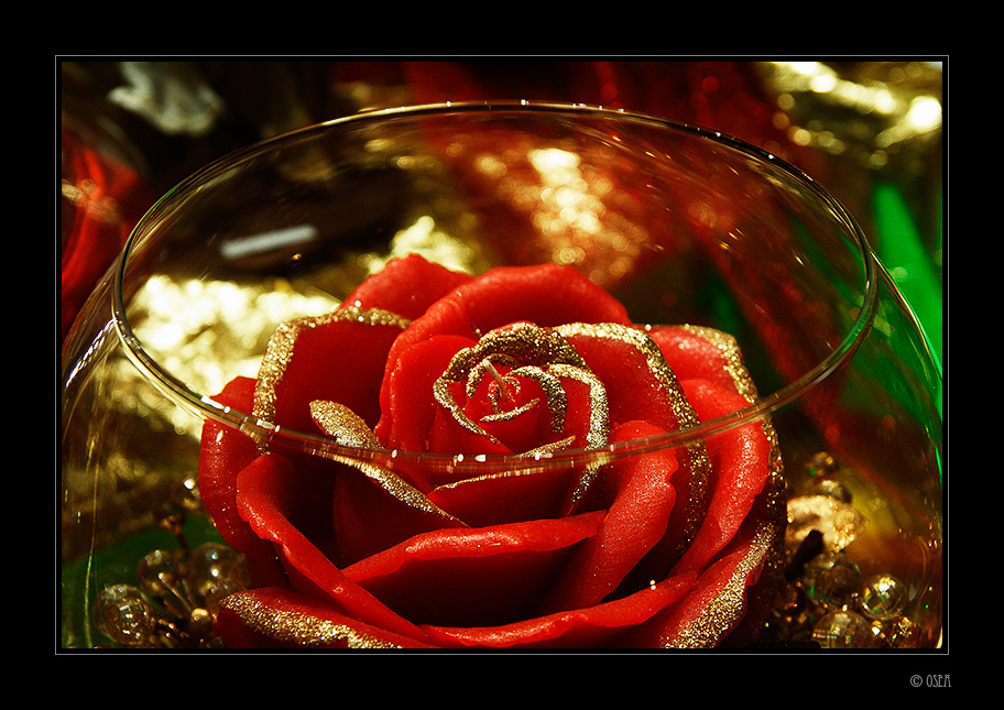 Red Rose