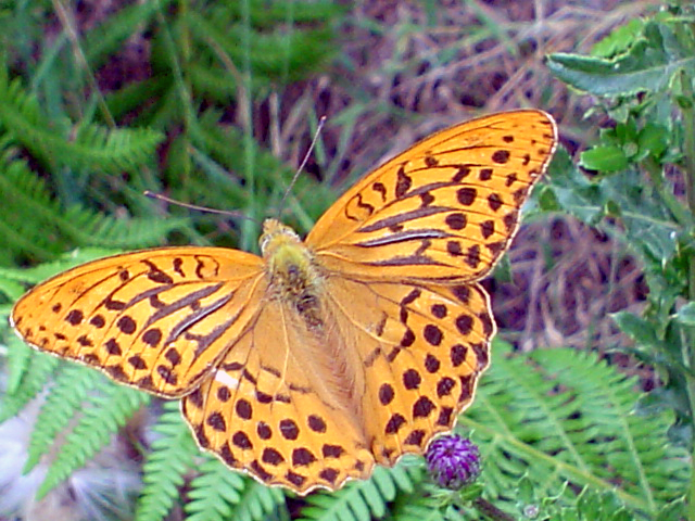 Farfalla puntinata