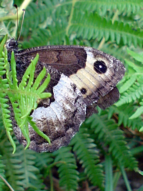 Farfalla