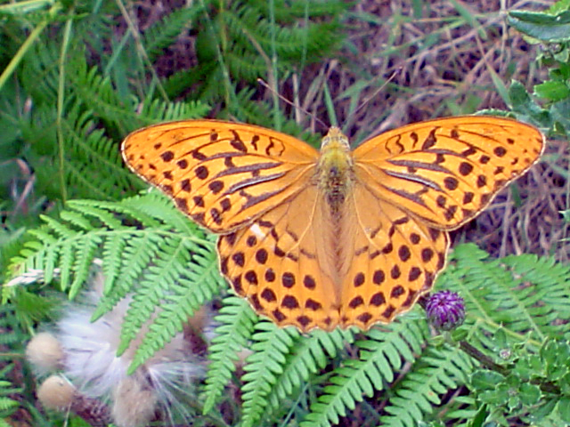 Farfalla