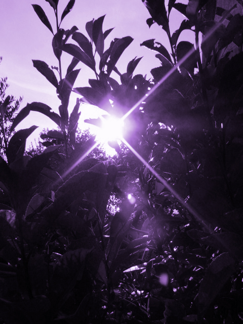 Luce tra i rami
