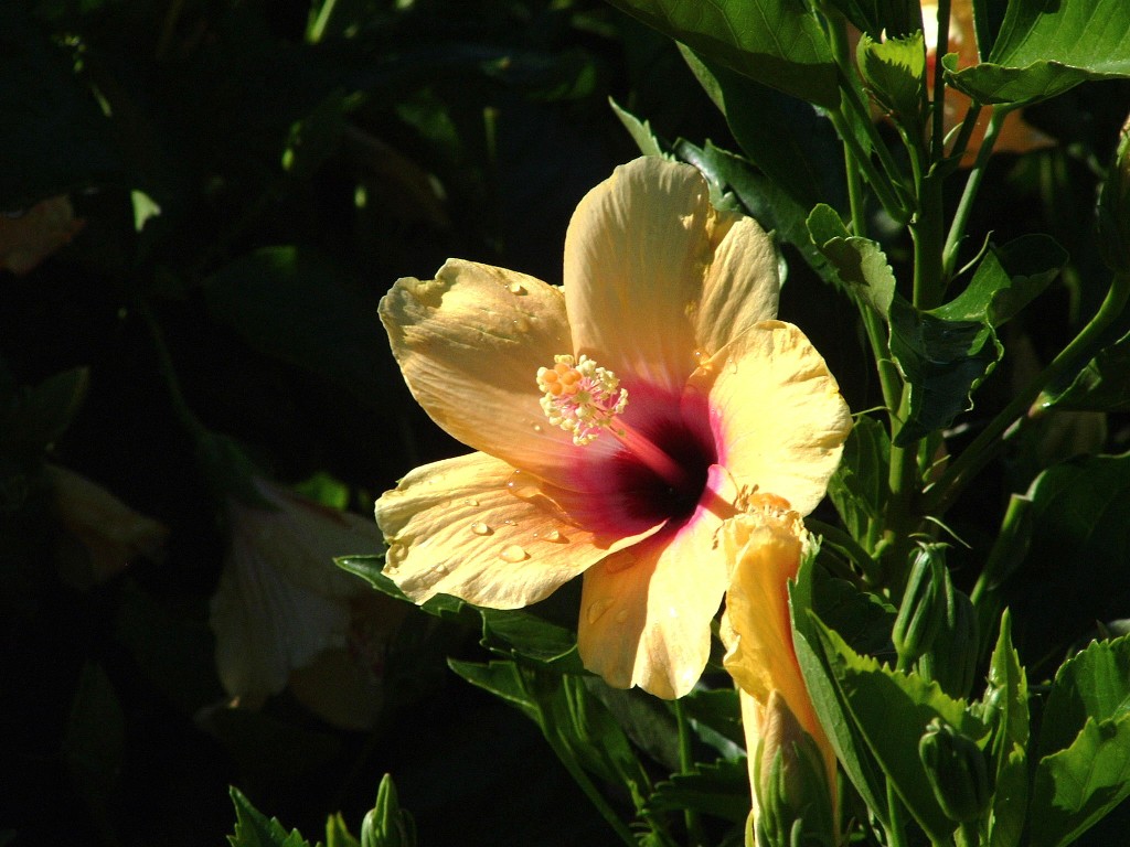 Fiore giallo