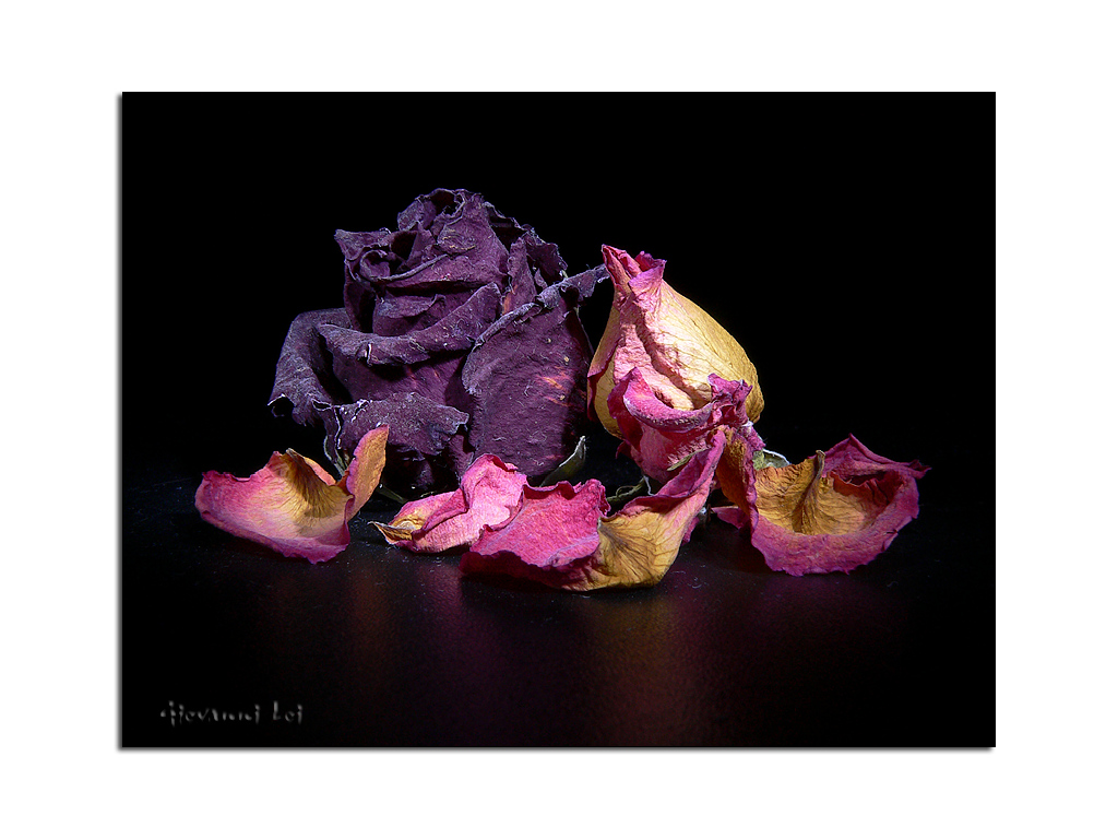 Rose appassite...altra prova