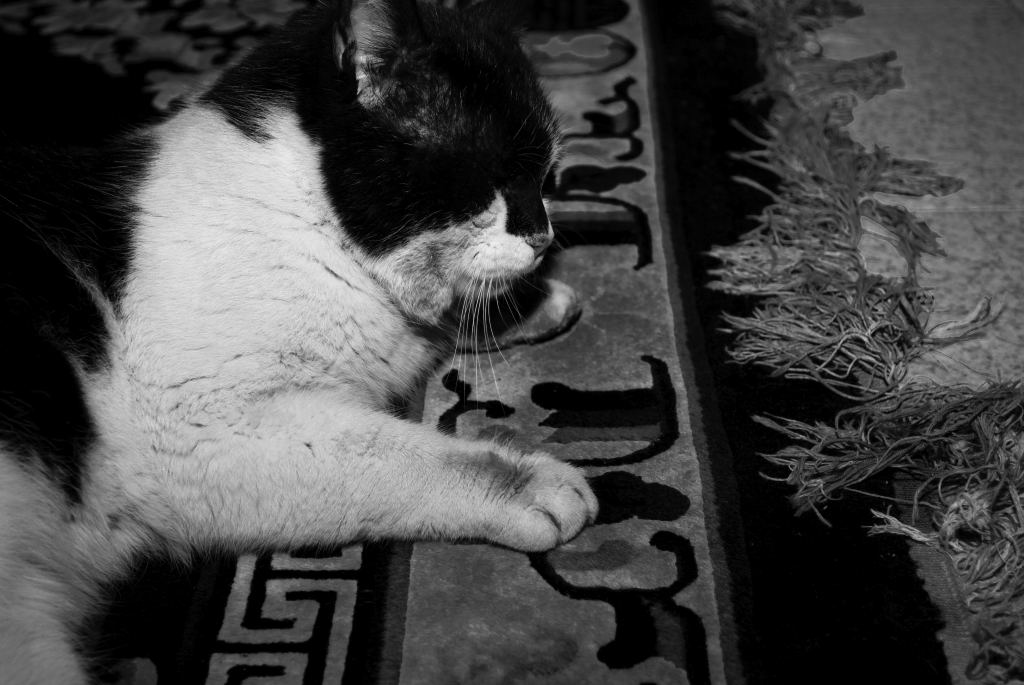 micio