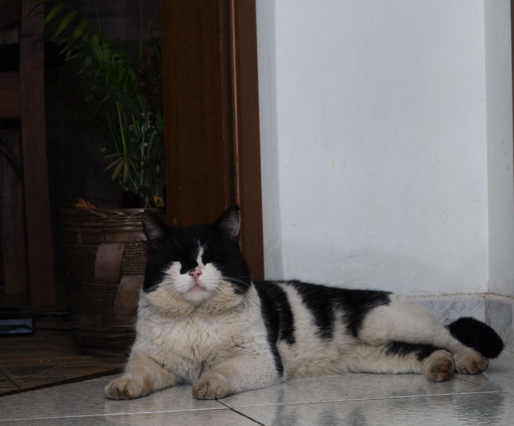 gatto