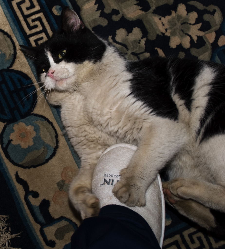 micio che gioca