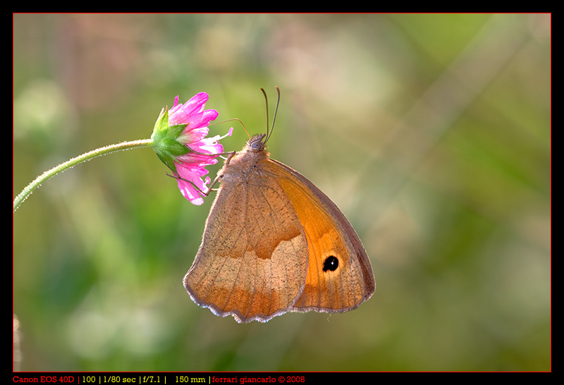 pyronia tithonus