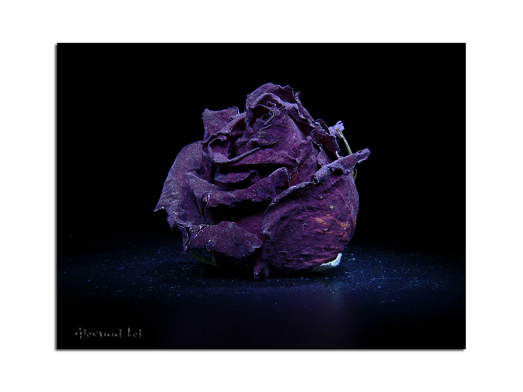 Ex rosa rossa