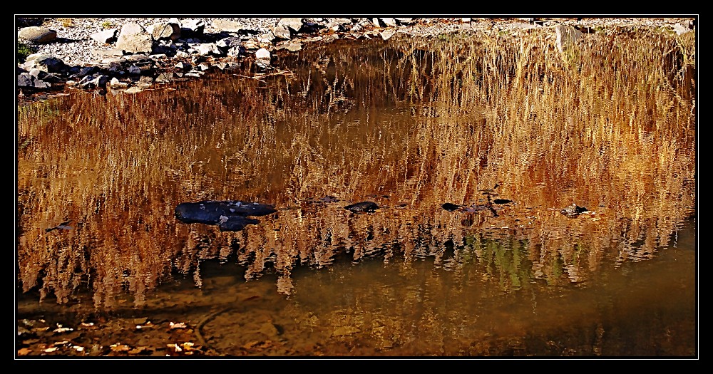 riflessi d'autunno