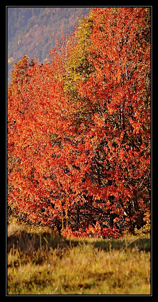 luci d'autunno