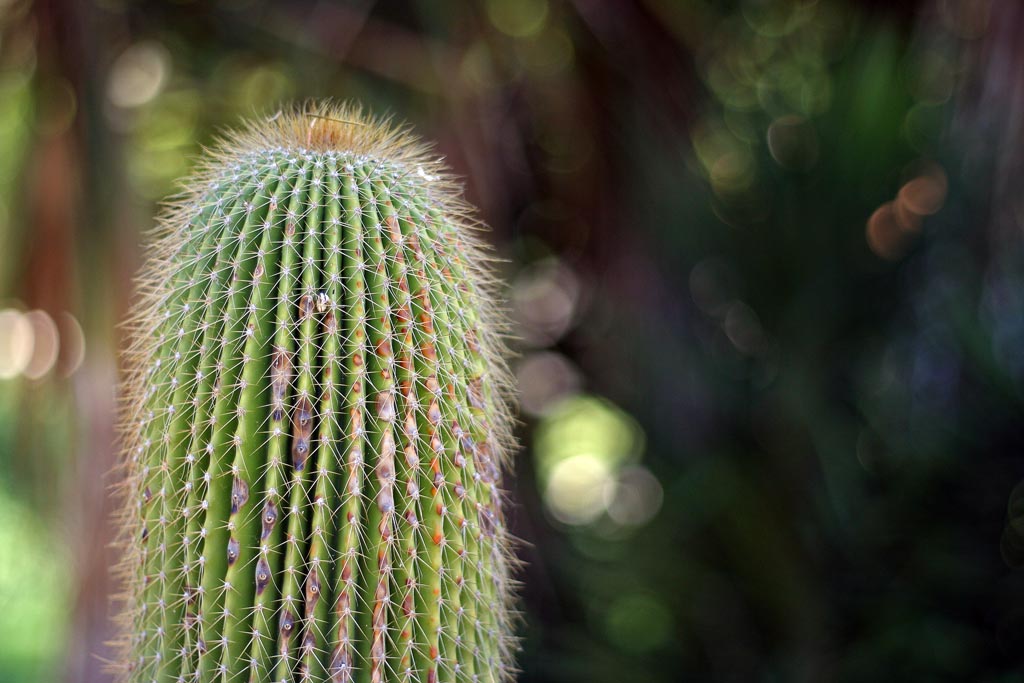 Cactus