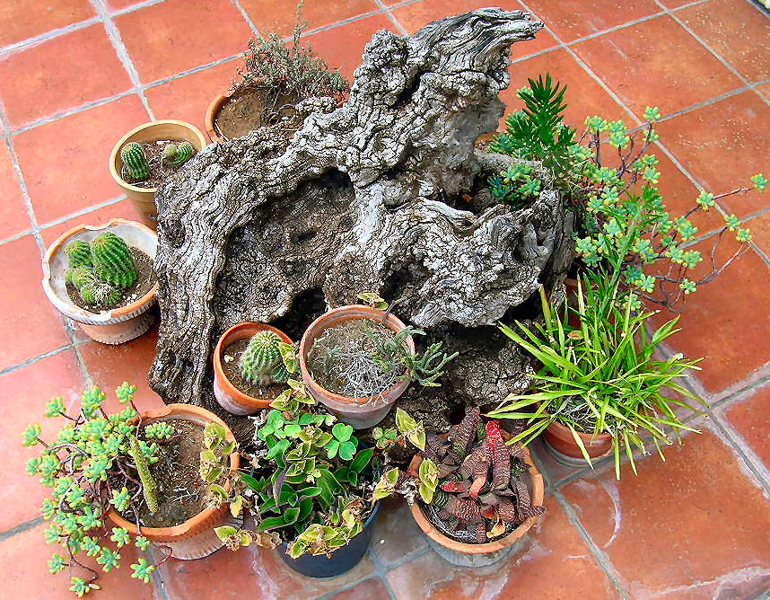 Le radici della natura