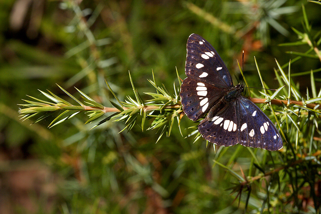 Limenitis reducta