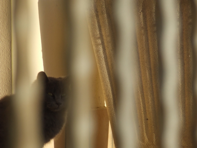 il gatto