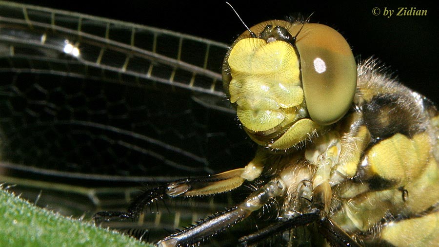 Libellula