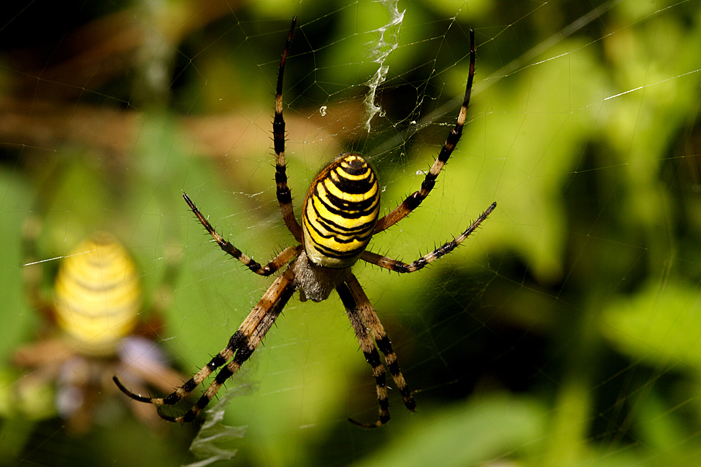 Argiope bruennichi1