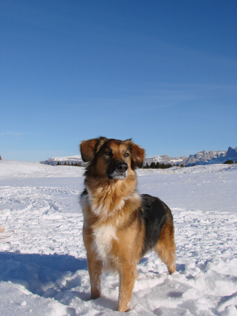 Il mio canne Ronny al "passo Lavazz (TN)"