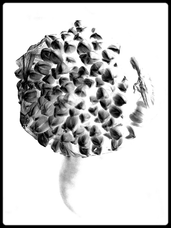 B/N (vegetale) 1