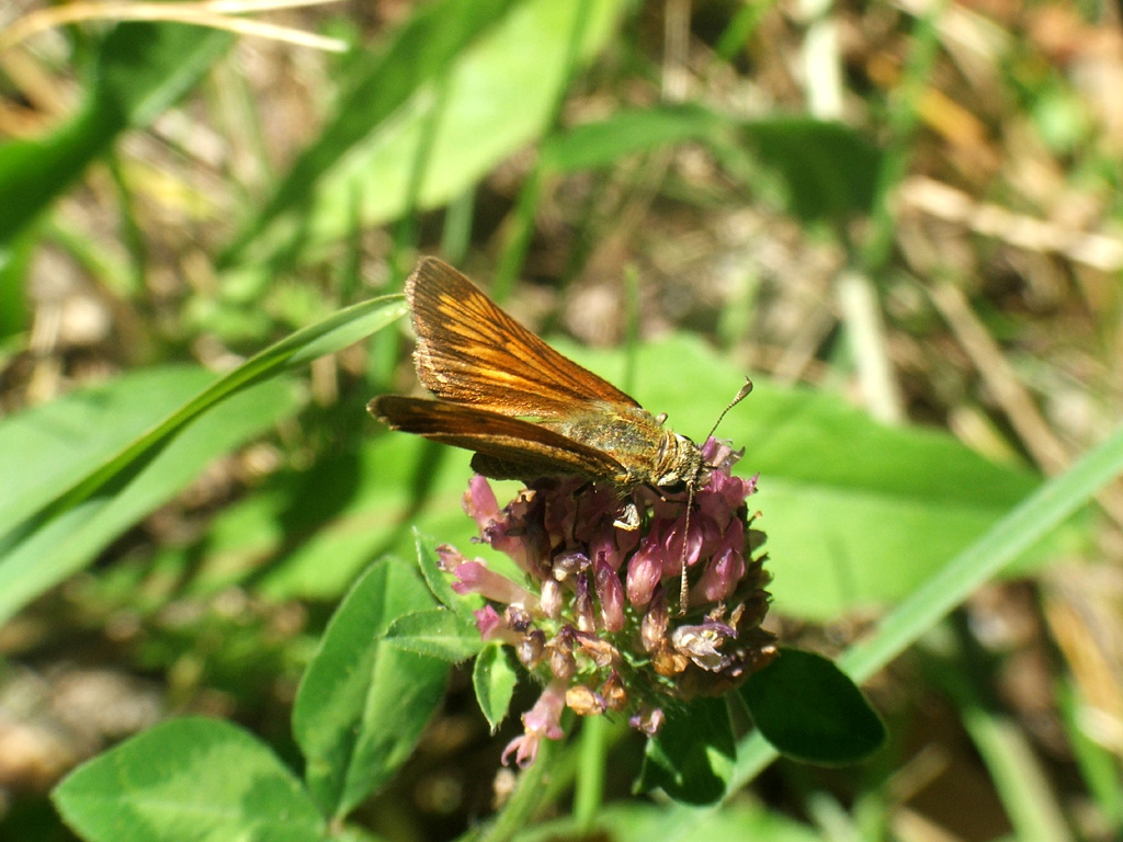 Farfalla