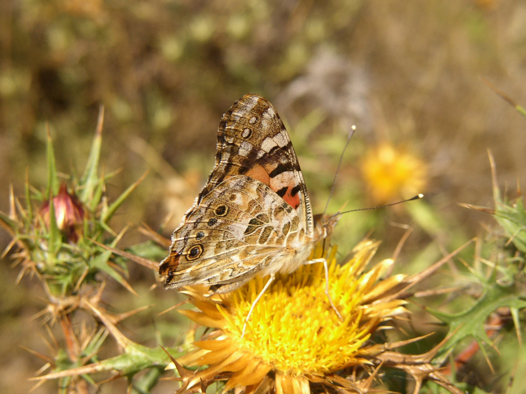 Farfalla