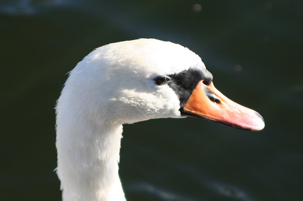 Cigno in un canale di Stoccolma