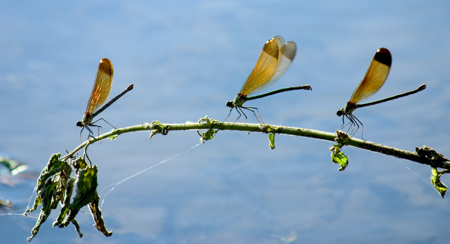 dragonflies