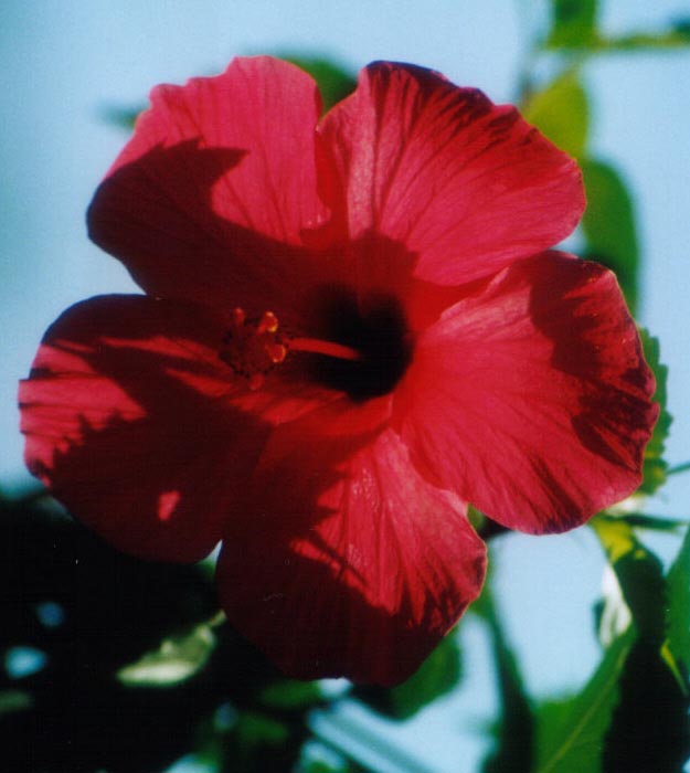 FIORE