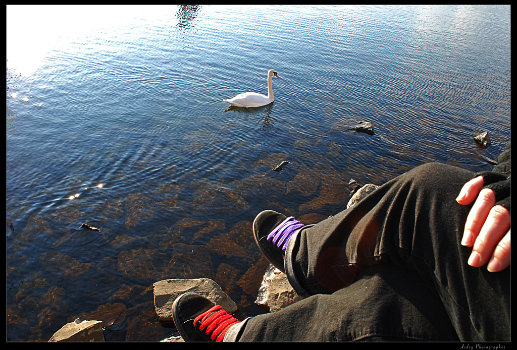 Osservando il cigno