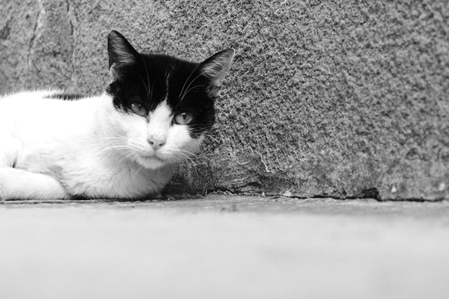 Zorro