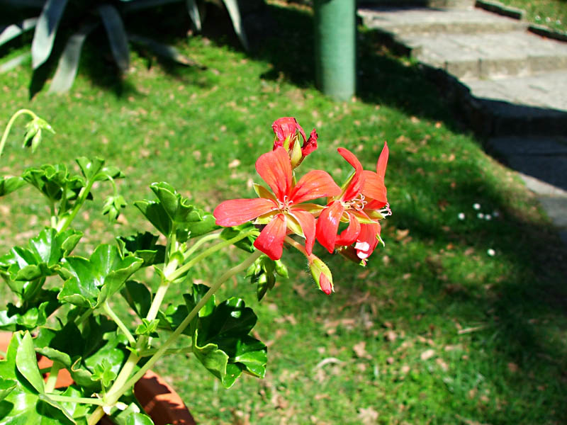 Macro 2