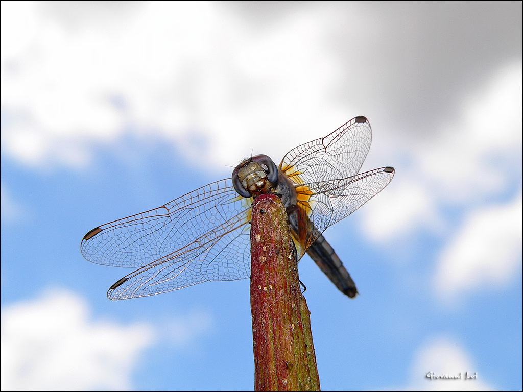 Libellula e cielo