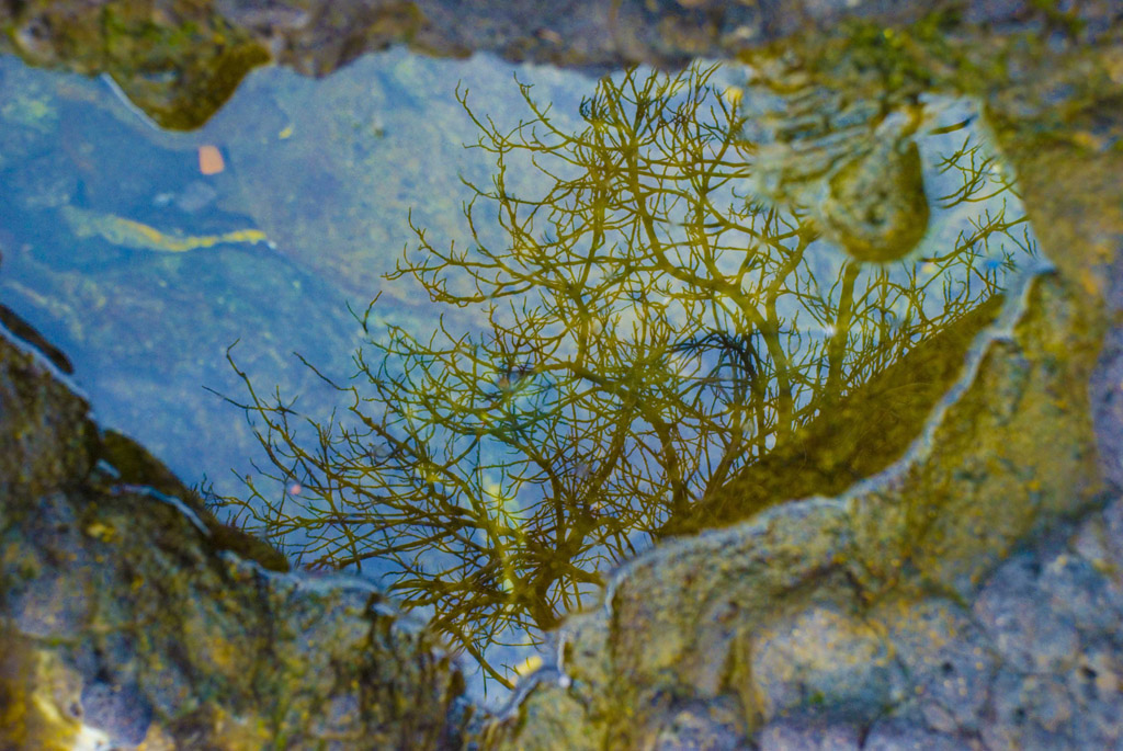 Riflessi