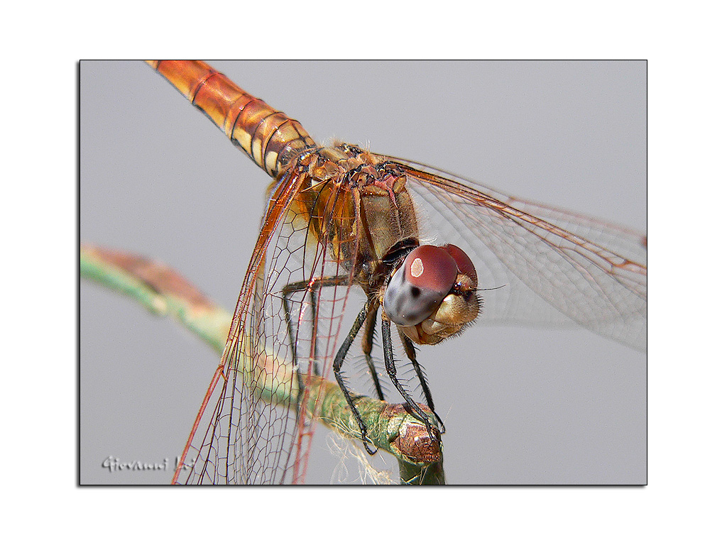 Ingiro con la libellula (1)