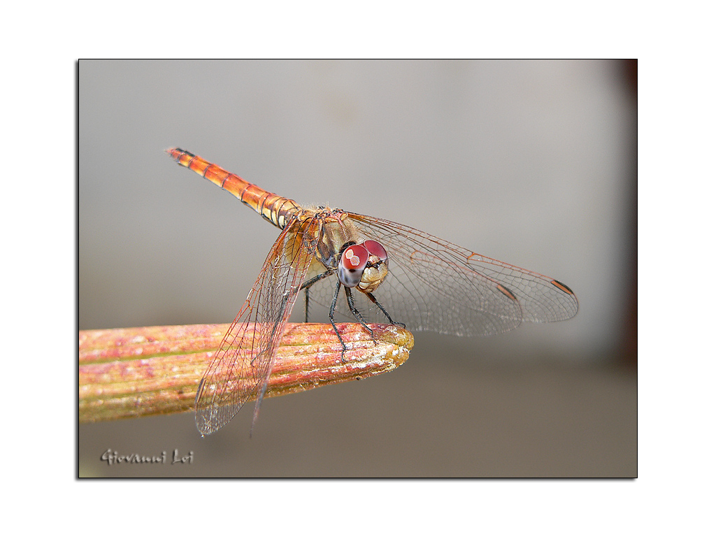 Ingiro con la libellula (3)